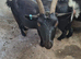 Pygmy Nanny goat and 2 babies