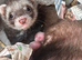 Micro ferrets