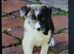 Top quality Border Collie Pups