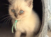 Gorgeous shorthair kitten looking for his forever home!