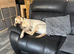 Beautiful 2 Year Old Female Labrador For 5* Home