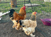 Large fowl Buff Brahma hatching eggs