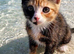 Polydactyl callico