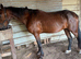 Standarbred & Trotting Horse