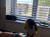 Hand tame black headed caique