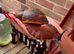Archachatina marginata ovum XXL