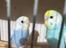 Baby rainbow budgies