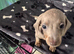 MinI Dachshund