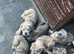 Cane Corso X Mastiff Puppies
