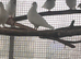 Baby white short tail doves