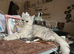 GCCF registered British Shorthair