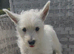 Beautiful west highland terrier pups