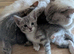 Ragdoll/ Bengal female 'Tabitha'