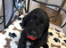 Exquisite cockapoo puppies from Health tested parents