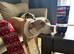 Olive needs her forever home