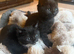 Beautiful kittens