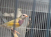 Pair of gouldian finches