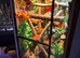 Giant Madagascan day gecko with full setup