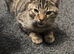 Britishshorthair x Egyptian Mau