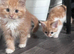 Adorable Kittens for Sale