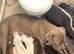 Beautiful 6-Month-Old Puppies Looking for Their Forever Homes in bury st edmunds