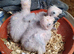 Baby African grey parrots
