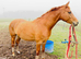 BROODMARE ONLY &ndash; NOT FOR RIDING &ndash; 9yo 15.2hh Chestnut Mare  Mirko x Wellington x Urban (Nimmerdor line)