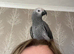 african grey
