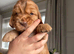 Beautiful Show Cocker Spaniel's