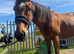 16h Thoroughbred gelding