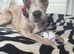 Whippet cross bulldog