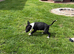 English Bull Terrier