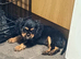 Beautiful cavalier king charles puppies