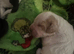 1 week old