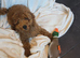 F1 Cockapoo pup 17 weeks