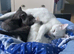 Ragdoll cross kittens