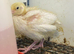 Jumbo quail chicks