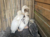 Duck ducklings