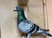 Selling 2 pigeons