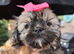 Shih tzu puppies