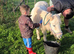 Shetland mare