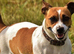 Jack Russel Terrier