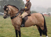 Welsh sec D colt foal