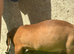 Beautiful miniature dachshunds for sale