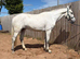 Lovely kind big filly