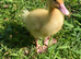 Fertile Pekin duck eggs