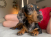 Miniature Dachshund Apollo