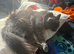 Fluffy Russian blue