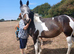 Reduced. 3 yr old Tobiano Thoroughbred x black and white cob Mare