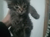 Maine coon x